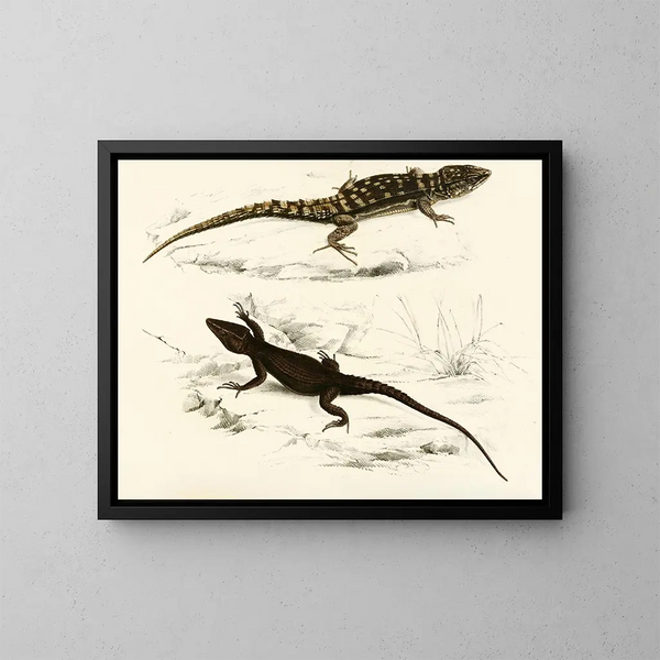 Cordyle fascié Cordyle de Capdenais - Sir Andrew Smith — quadro incorniciato alla parete