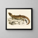 Cordylus gigante - Sir Andrew Smith — quadro incorniciato alla parete