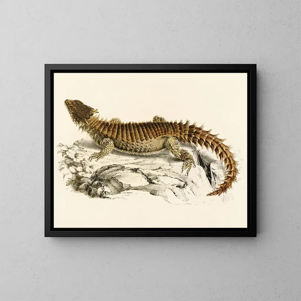 Cordylus gigante - Sir Andrew Smith — quadro incorniciato alla parete