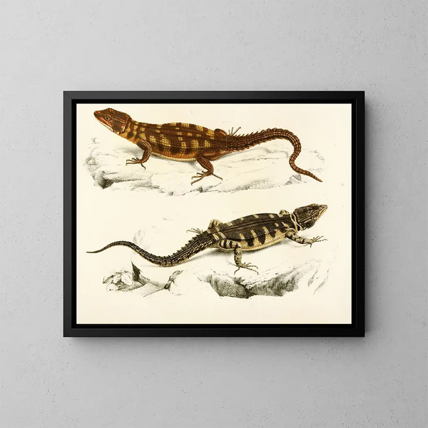 Cordyle a piccole scaglie - Sir Andrew Smith — quadro incorniciato alla parete