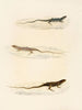 Eremias annulifera Eremias fulchra Eremias formosa - Sir Andrew Smith — Ansicht des Kunstwerks