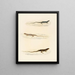 Eremias annulifera Eremias fulchra Eremias formosa - Sir Andrew Smith — gerahmtes Bild an der Wand