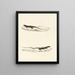 Eremias burchellii Eremias capensis - Sir Andrew Smith — gerahmtes Bild an der Wand