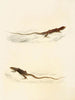 Eremias laticeps Eremias lugubris - Sir Andrew Smith — Ansicht des Kunstwerks