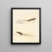 Eremias laticeps Eremias lugubris - Sir Andrew Smith — gerahmtes Bild an der Wand