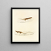Eremias undata Eremias namaquensis - Sir Andrew Smith — gerahmtes Bild an der Wand