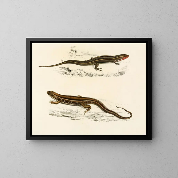 Gerrhosaurus bibroni Gerrhosaurus typicus - Sir Andrew Smith — quadro incorniciato alla parete