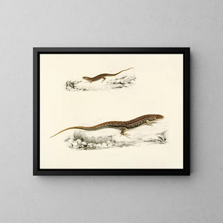 Sir Andrew Smith - Gerrhosaurus Flavigularis Adult Young.webp