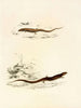 Gerrhosaurus sepiformis Gerrhosaurus subtessellatus - Sir Andrew Smith — Ansicht des Kunstwerks
