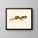 Lycodon guttatus painting - Sir Andrew Smith — framed artwork on a wall