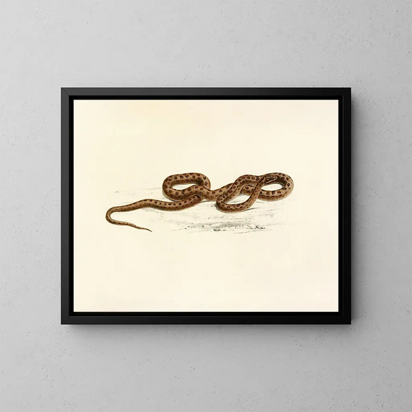 Lycodon guttatus - Sir Andrew Smith — quadro incorniciato alla parete