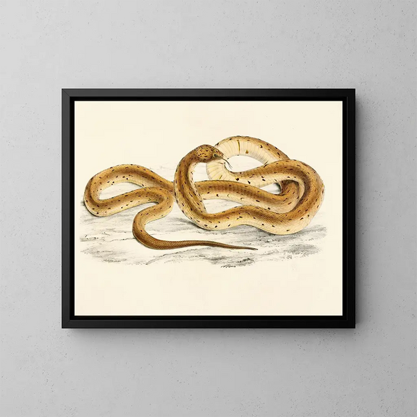 Naïa Haje Var A - Sir Andrew Smith — quadro incorniciato alla parete