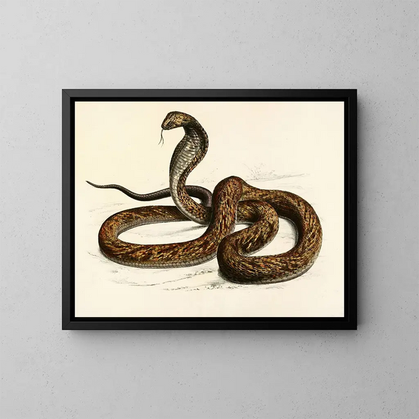 Naïa Haje Var B - Sir Andrew Smith — quadro incorniciato alla parete