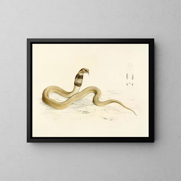 Naïa Haje Jeune - Sir Andrew Smith — quadro incorniciato alla parete