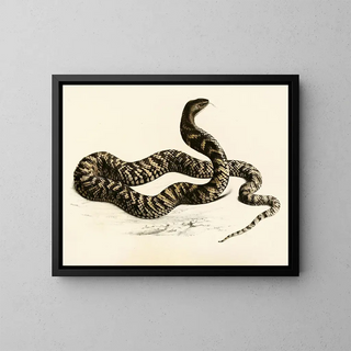 Naja haematochetes - Sir Andrew Smith — quadro incorniciato alla parete