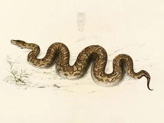 Sir Andrew Smith - Python Natalensis.webp