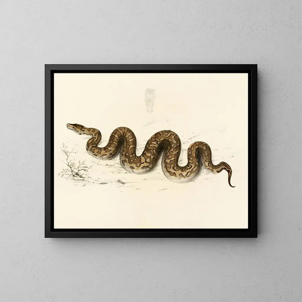 Python natalensis - Sir Andrew Smith — quadro incorniciato alla parete