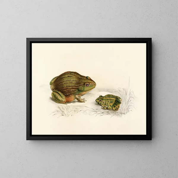 Pyxicephalus adspersus adulto giovane - Sir Andrew Smith — quadro incorniciato alla parete