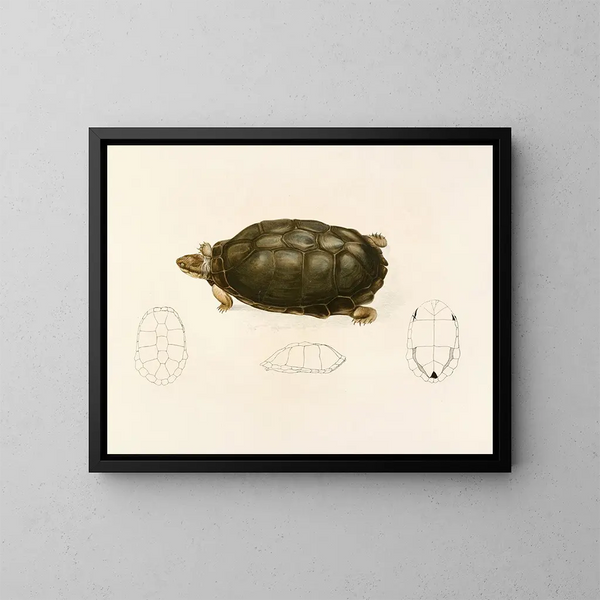 Sternotherus sinuatum - Sir Andrew Smith — quadro incorniciato alla parete