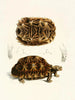 Tortue semi-dentelée - Sir Andrew Smith — Ansicht des Kunstwerks
