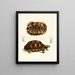 Tortue semi-dentelée - Sir Andrew Smith — gerahmtes Bild an der Wand