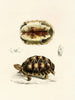 Tortue Verroxii - Sir Andrew Smith — vista dell’opera