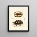 Tortue Verroxii - Sir Andrew Smith — quadro incorniciato alla parete