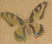 Papillon Papilio machaon - Stanisław Wyspiański — vista dell’opera