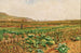Un campo di verdure con un lepre e un cacciatore sullo sfondo - Stefan Simony — vista dell’opera