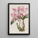 Laelia d'automne - Sydenham Edwards — gerahmtes Bild an der Wand