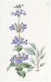Pentstemon à feuilles bleues - Sydenham Edwards — Ansicht des Kunstwerks