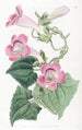 Lophospermum rougissant - Sydenham Edwards — Ansicht des Kunstwerks