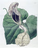 Aristoloche à fleurs de bateau - Sydenham Edwards — Ansicht des Kunstwerks