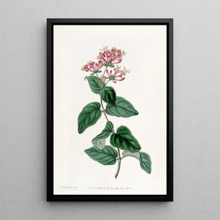 Sydenham Edwards - Bristly Honeysuckle.webp