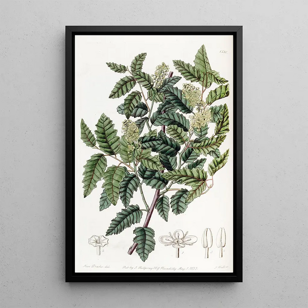 Sydenham Edwards - Broadleaved Duvaua.webp