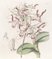 Dendrobium mit Büffelkopf - Sydenham Edwards — Ansicht des Kunstwerks
