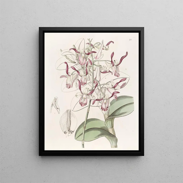 Sydenham Edwards - Bullheaded Dendrobium.webp