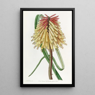 Sydenham Edwards - Burchells Tritoma.webp