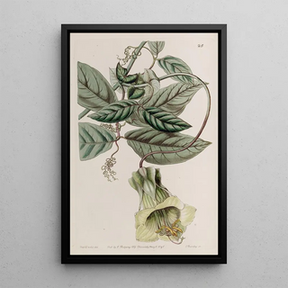 Sydenham Edwards - Changeable Cobaea.webp