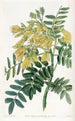 Arbre Mayu chilien - Sydenham Edwards — vista dell’opera