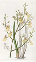 Oncidium à feuilles de ciboulette - Sydenham Edwards — Ansicht des Kunstwerks