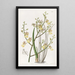 Oncidium à feuilles de ciboulette - Sydenham Edwards — gerahmtes Bild an der Wand