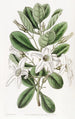 Anthocercis visqueux - Sydenham Edwards — Ansicht des Kunstwerks