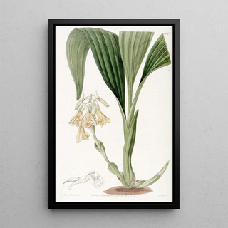 Sydenham Edwards - Clustered Calanthe.webp