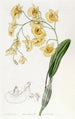 Dendrobium en grappes - Sydenham Edwards — Ansicht des Kunstwerks