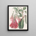 Fucsia a fiori raggruppati - Sydenham Edwards — quadro incorniciato alla parete