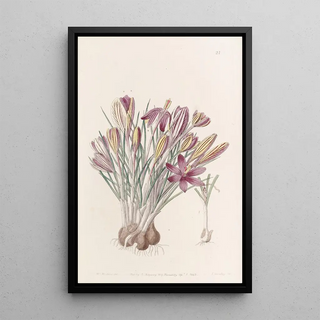 Sydenham Edwards - Corsican Crocus.webp