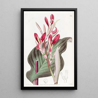 Sydenham Edwards - Crimsonleaved Canna.webp