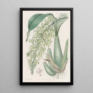 Sydenham Edwards - Crisped Sweetscented Rodriguezia.webp