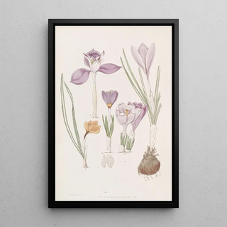 Sydenham Edwards - Crocuses.webp